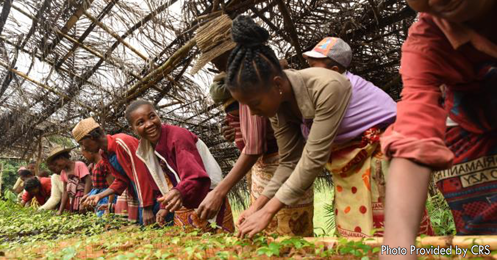 The people in Madagascar are also receiving the help from the CRS. Here they are learning how to grow trees as well as spices. One of the spices that they are growing is vanilla which can be sold. Selling spices can increase their income and give them a better life.