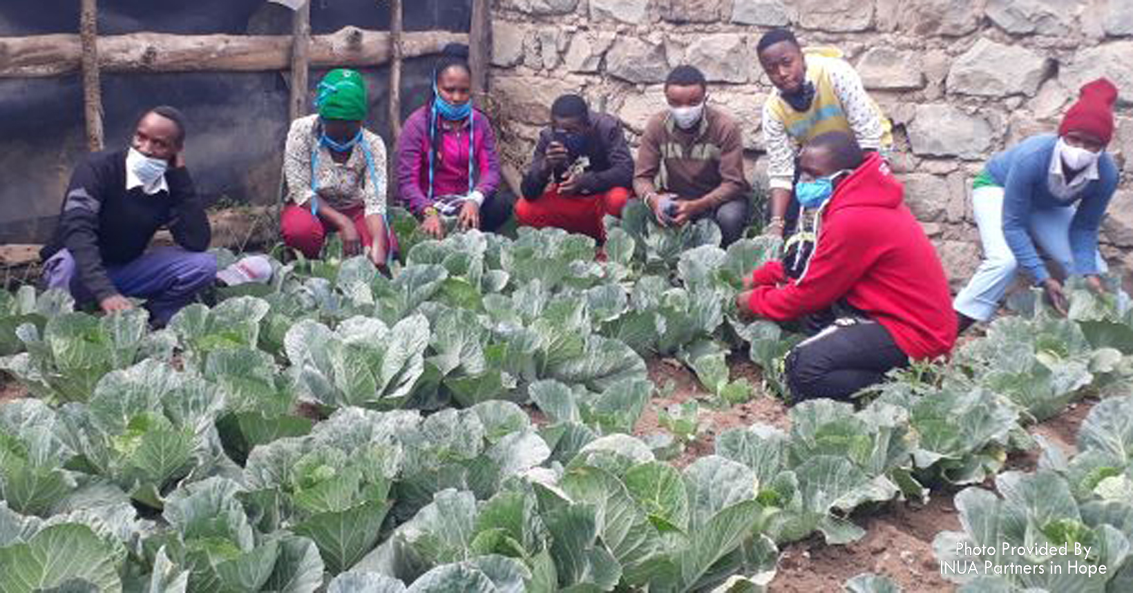 Eight people in a cabbage patch tending their garden.